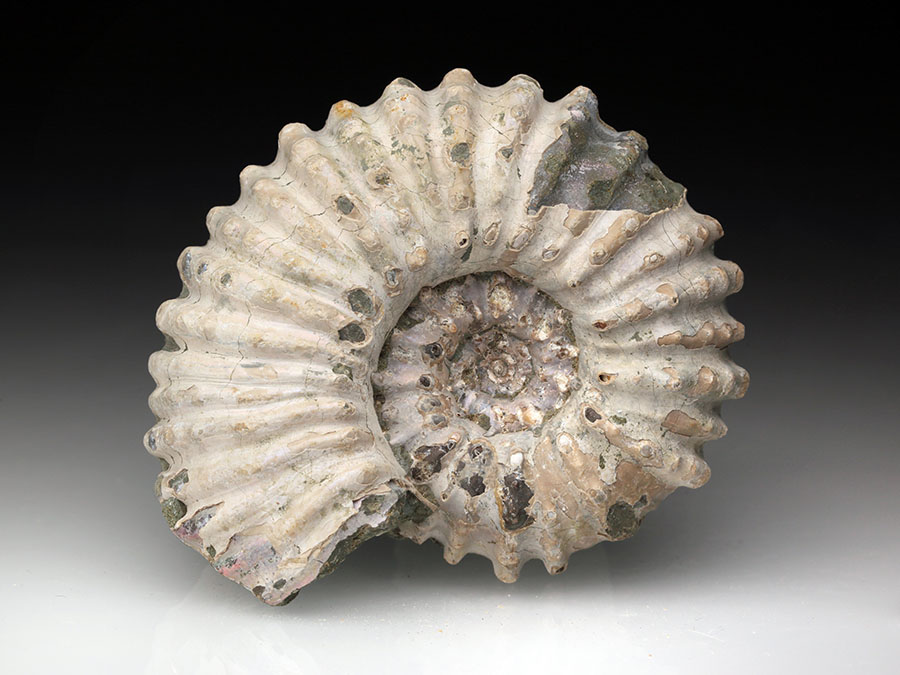 Douvilleiceras mammillatum