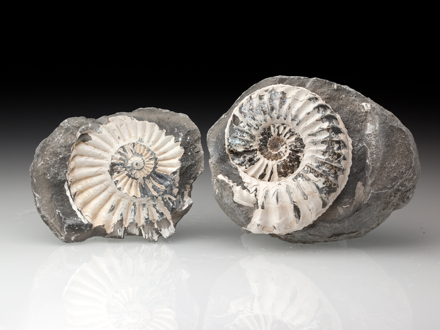 Ammonit: Pleuroceras spinatum mit Negativabdruck