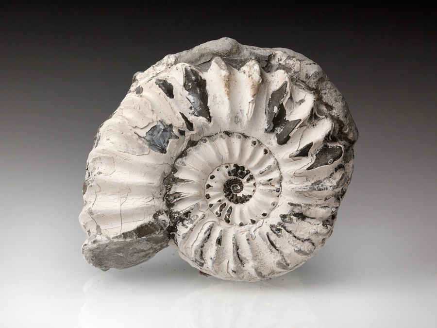 Ammonit: Pleuroceras spinatum