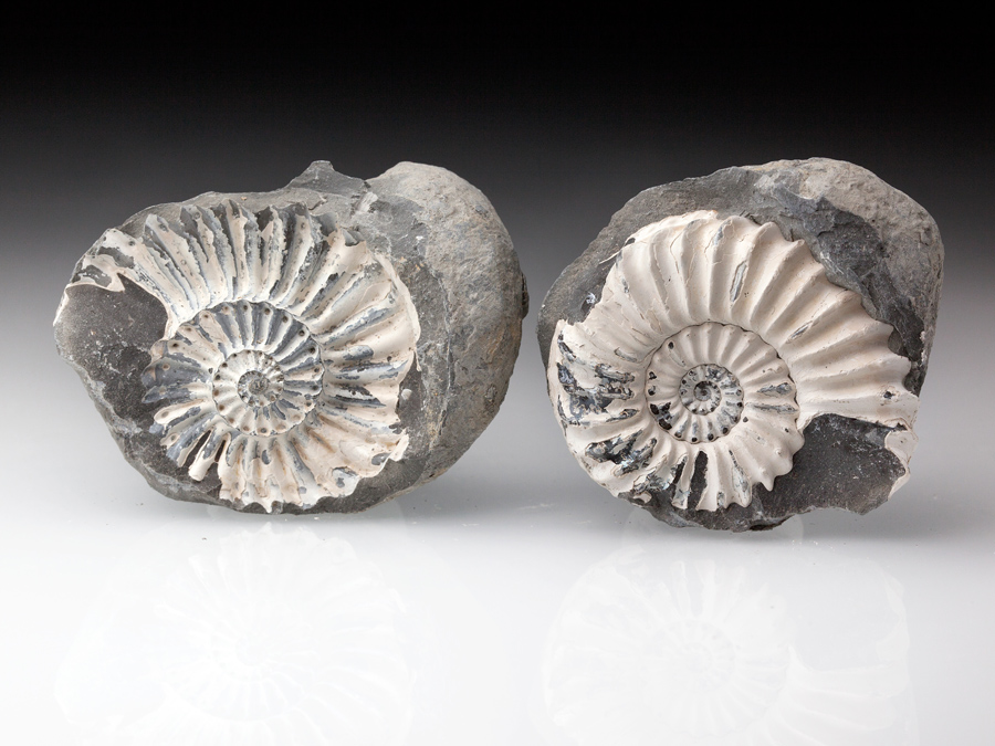 Ammonit: Pleuroceras spinatum mit Negativabdruck