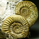 Ammoniten aus Deutschland