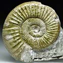 Ammoniten (Othosphinctes) aus der Umgebung von Neumarkt
