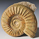 Ammonit (Othosphinctes) aus der Umgebung von Neumarkt