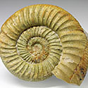 Ammonit (Othosphinctes) aus der Umgebung von Neumarkt