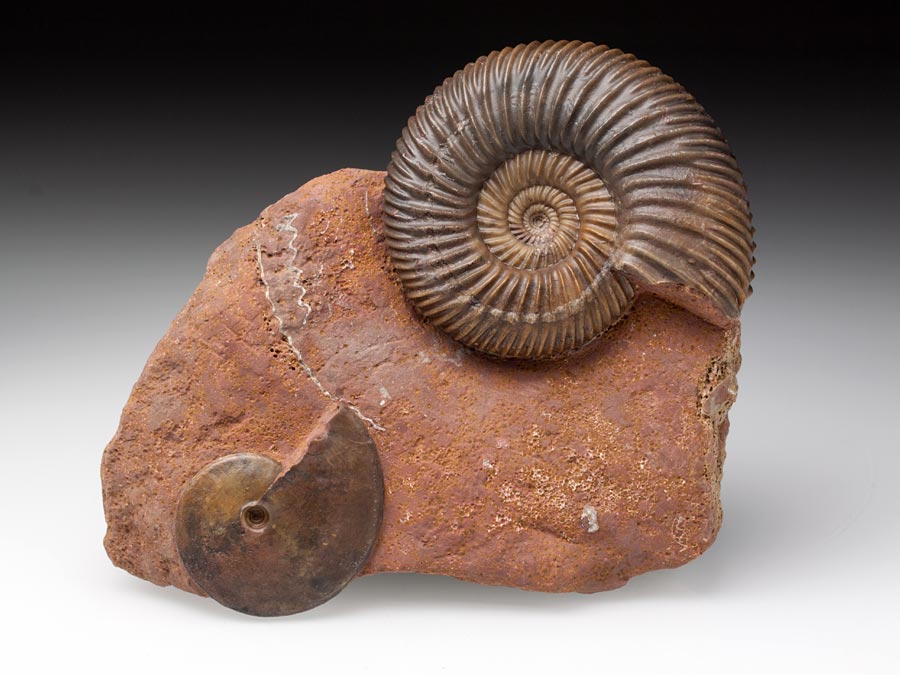 Ammonitenstufen aus
                      Sengenthal