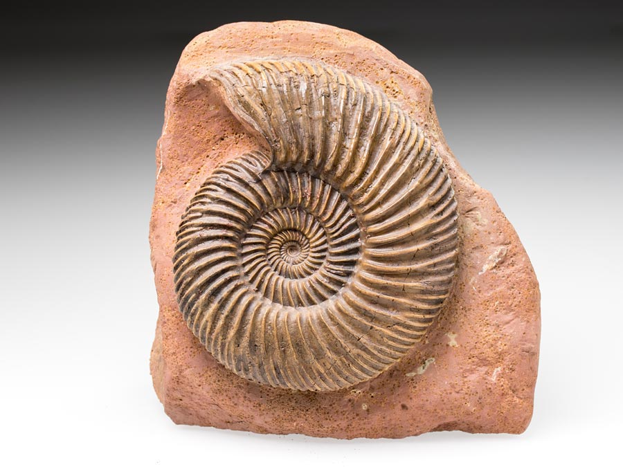 Ammonitenstufen aus
                      Sengenthal