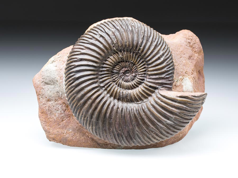 Ammonitenstufen aus
                      Sengenthal