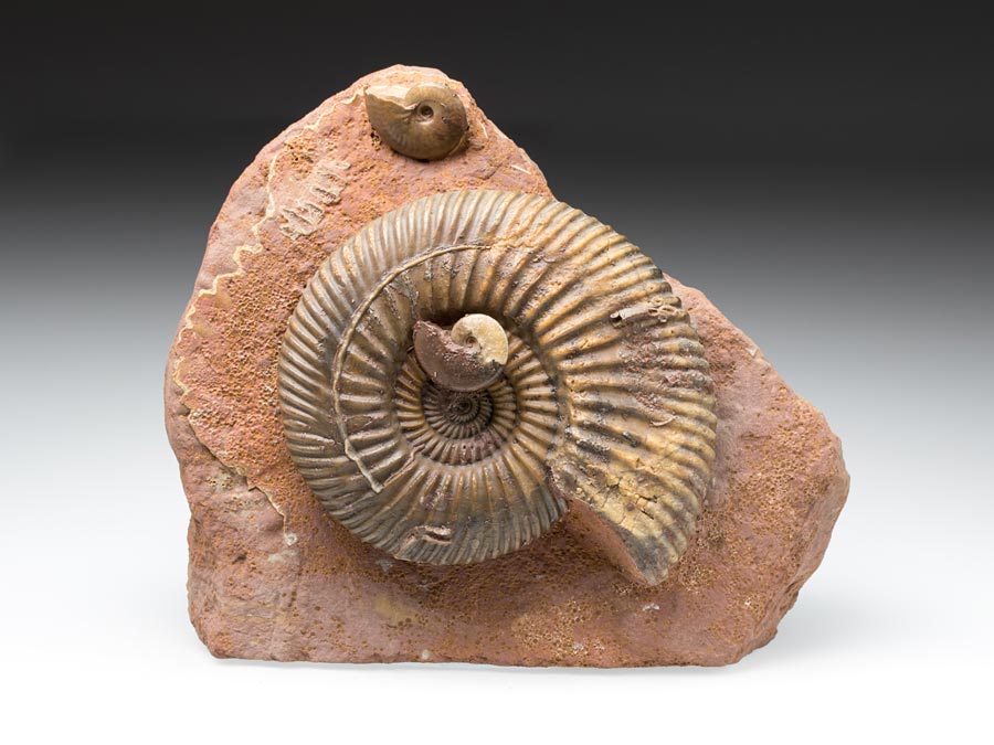 Ammonitenstufen aus
                      Sengenthal