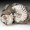 Ammoniten aus Oberfranken