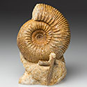 Ammoniten aus Frankreich, Schweiz und England