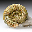 Ammonit - Othosphinctes aus Deutschland