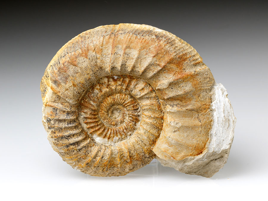 Ammonit: Othosphinctes (Ardescia) desmoides