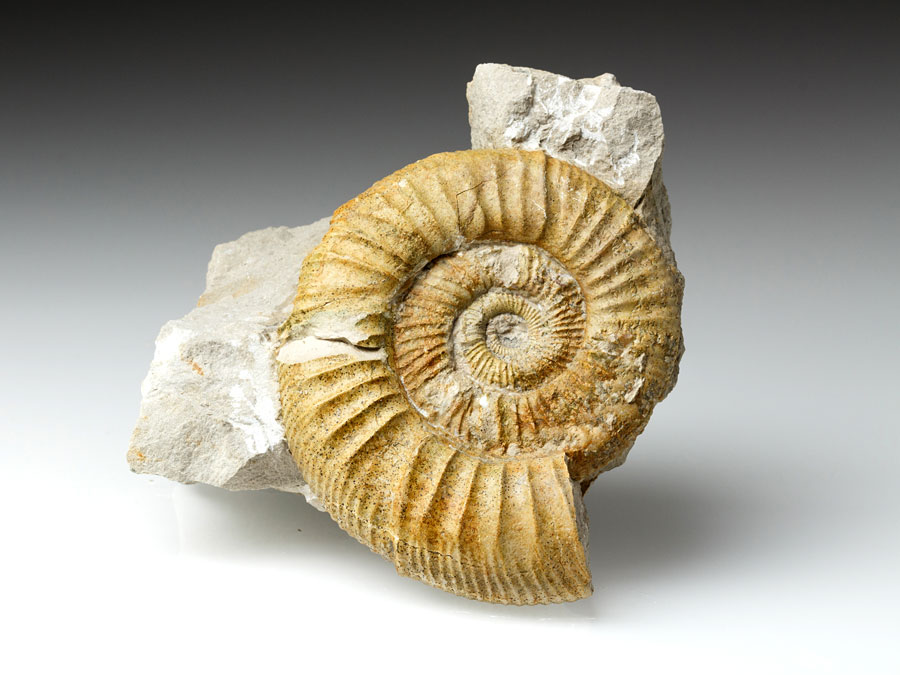 Ammonit: Othosphinctes (Ardescia) desmoides