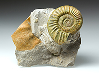 Ammonit: Othosphinctes