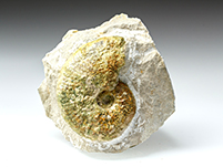 Ammonit: Taramelliceras sp.