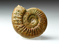 Ammonit: Othosphinctes