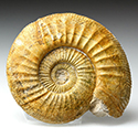 Ammonit - Othosphinctes aus Deutschland