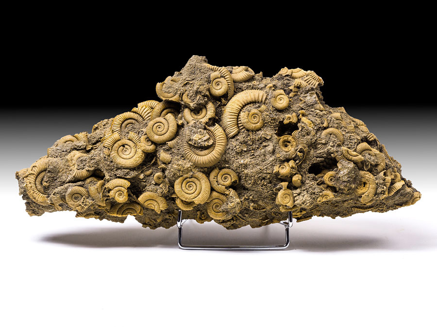 Ammonitenstufe aus Schlaifhausen (Dactylioceras)