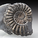 Ammoniten aus dem unteren Jura von Franken