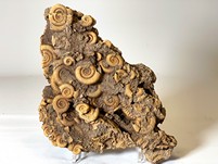 Ammonitenstufe aus Schlaifhausen