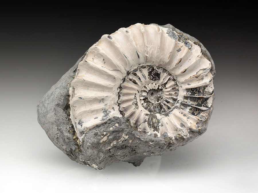 Pleuroceras spinatum