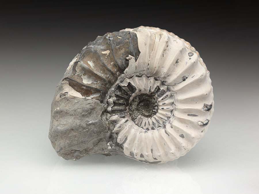 Pleuroceras spinatum