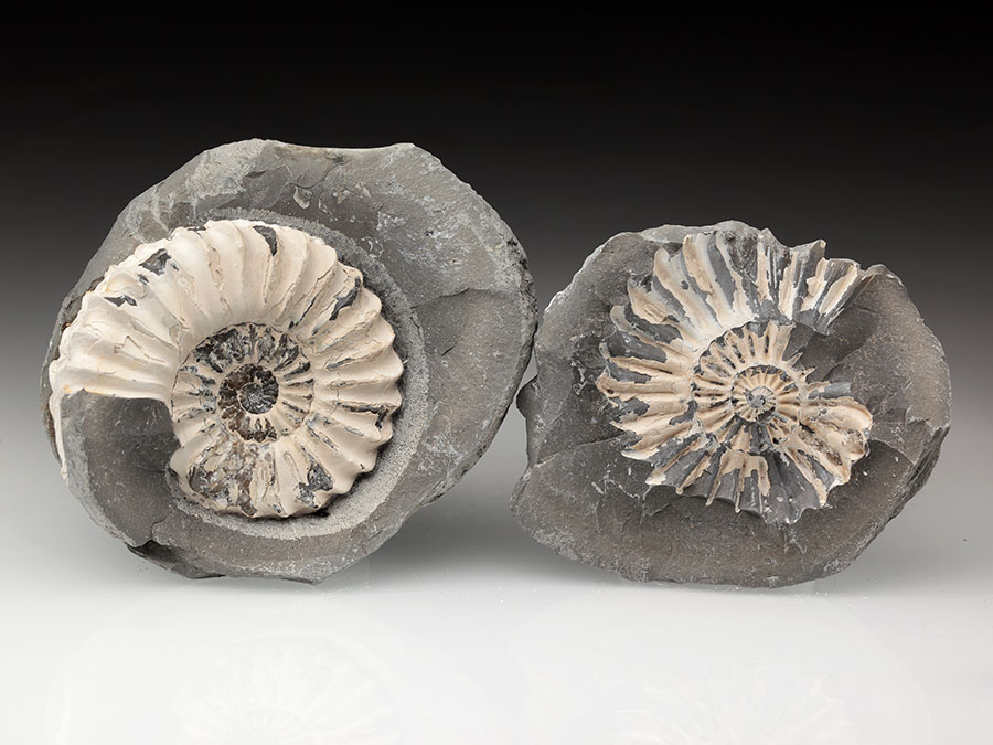 Pleuroceras spinatum