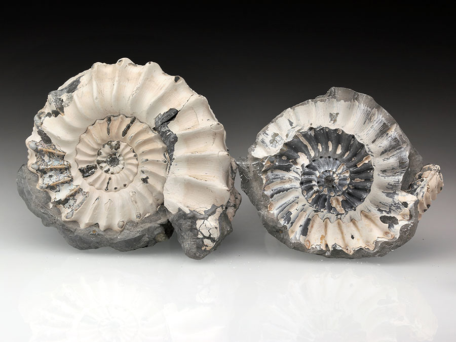 Pleuroceras spinatum