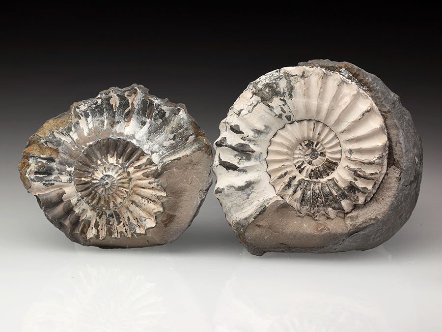 Pleuroceras spinatum