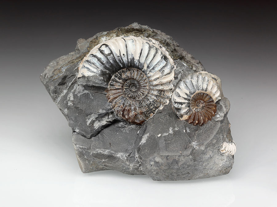 2 Pleuroceras spinatum p+n