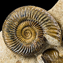 Ammonitenstufen von verschiedenen Fundstellen