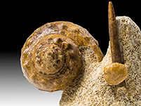 Ammonitenstufe aus Frankreich