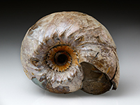 Ammonit aus Russland