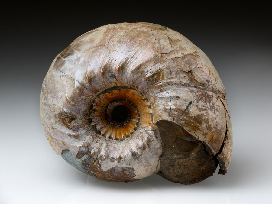 Ammoniten von verschiedenen Fundstellen