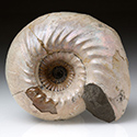 Ammoniten aus Russland