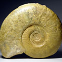 groer Ammonit aus Frankreich