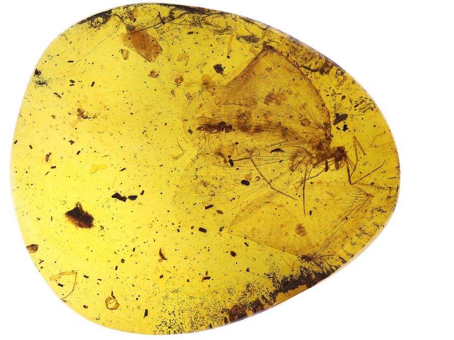 Bernsteine aus Myanmar (Burma) mit Inklusen zum Kaufen