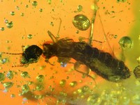 ungeflügelte Termite