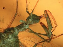 Netzflügler Rhachiberothidae