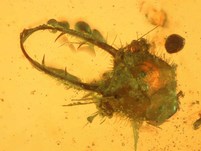 Kopf einer Ascalaphidenlarve