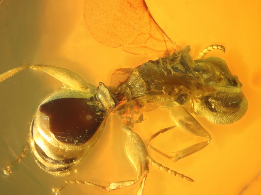 Rarität: Parasitismus an Käfer