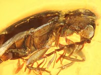 Käfer mit gefiederten Antennen