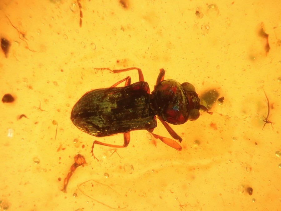 ausg. Käfer Mysteriomorphidae