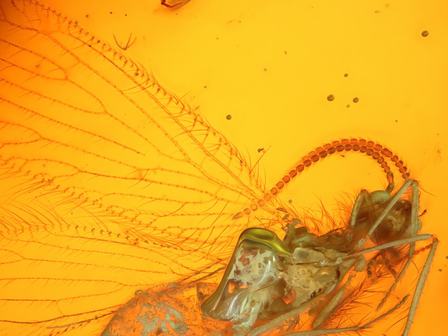 schöner Netzflügler Berothidae