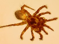 Rarität: Falltürspinne (Ctenizidae)