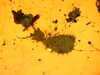 Große Rarität: Ascalaphidenlarve