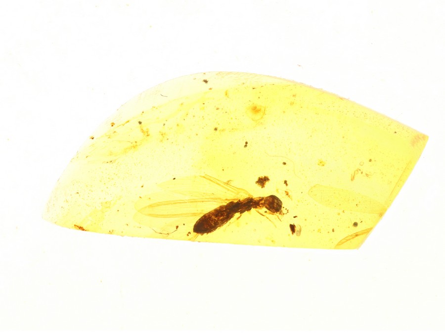 geflügelte Termite