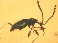 Rarität: Glandularini Käfer