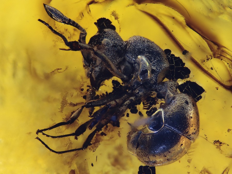 Raritt: ausgestorbene Ameise