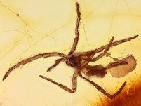 Rarität: Spinnehäutung im Netz